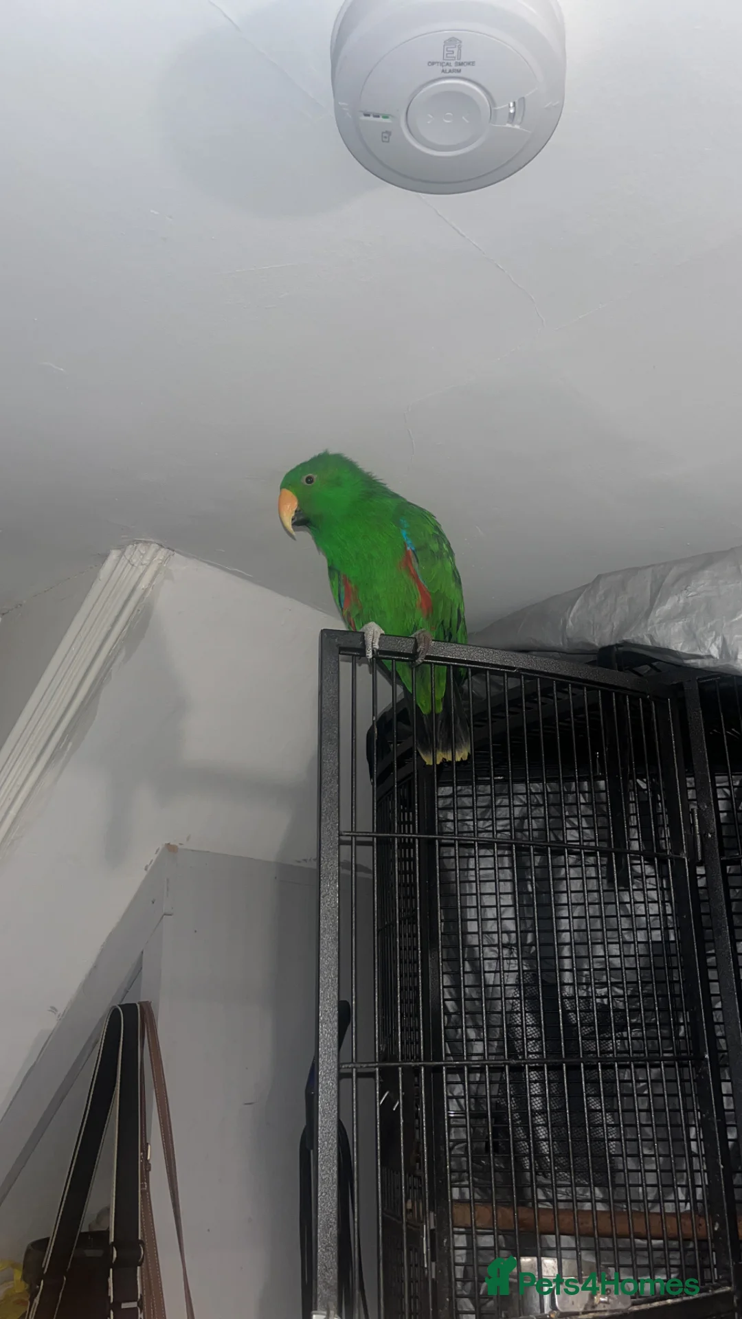 Parrots birds for sale: Eclectus parrot - Advert 2