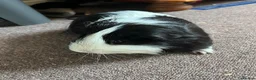 Guinea Pig rodents for sale: Male Guinea pig in Matlock - Advert 1