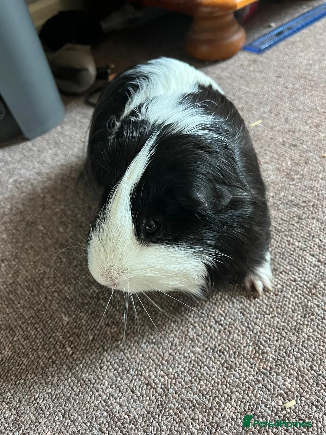 Guinea Pig rodents for sale: Male Guinea pig in Matlock - Advert 1
