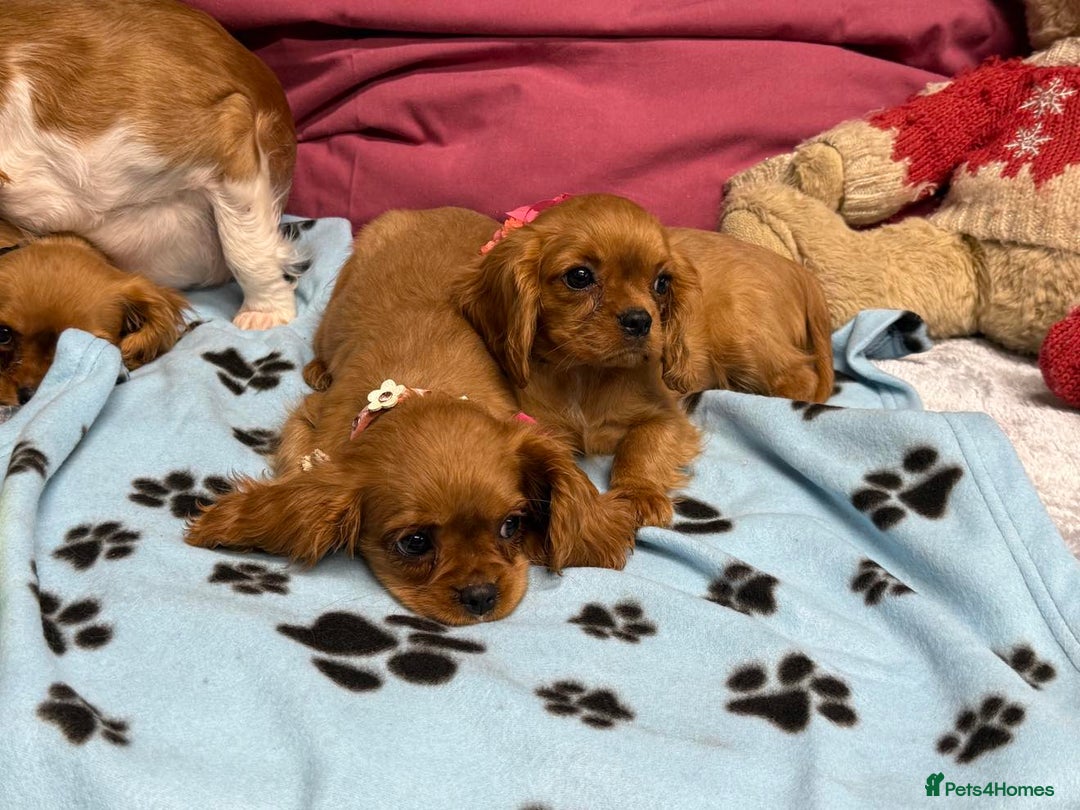 Cavalier King Charles Spaniel dogs for sale: Cavalier king Charles  Ruby's puppy's   - Image 33
