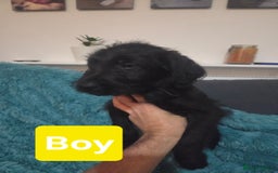 Labradoodle dogs for sale: READY NOW: Labradoodle pups (only black ones left) - Image 6