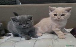 British Shorthair cats for sale: Beautiful BSH Kittens from the champion lines - Image 1