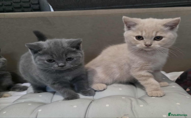 British Shorthair cats - Advert 2