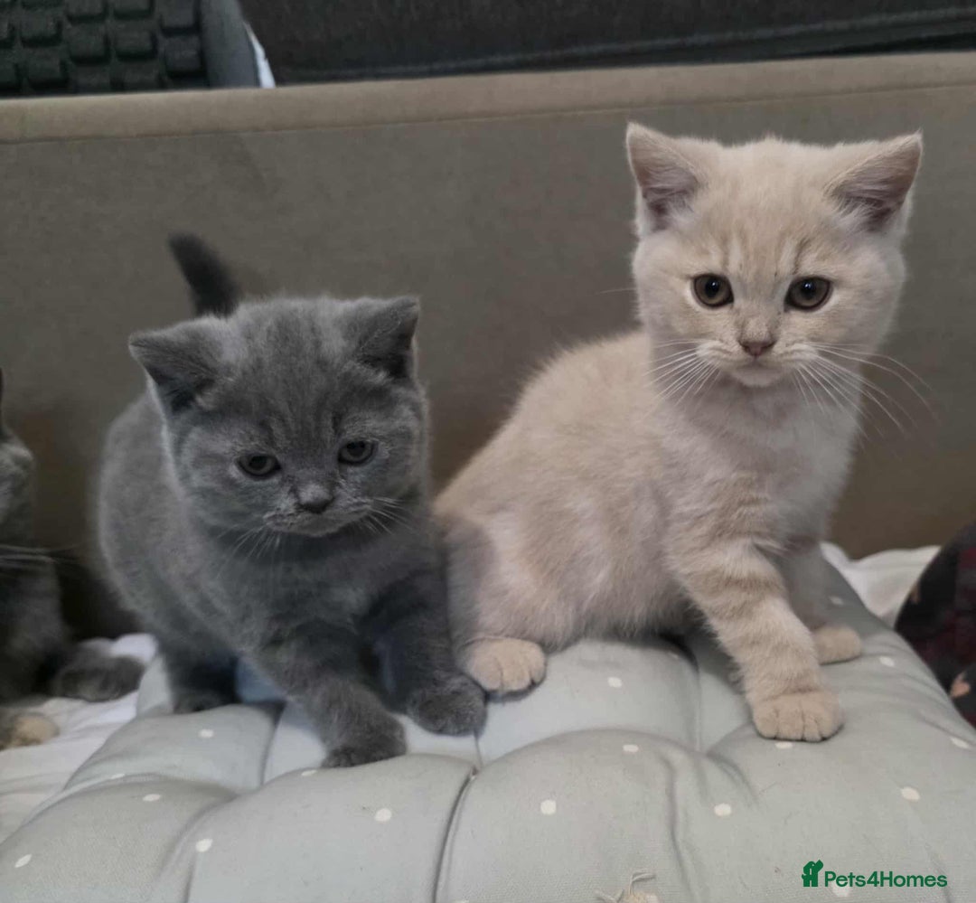 British Shorthair cats for sale: Beautiful BSH Kittens from the champion lines - Image 1