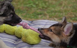 Mixed Breed dogs for sale: Shollies  in Rochdale - Image 6