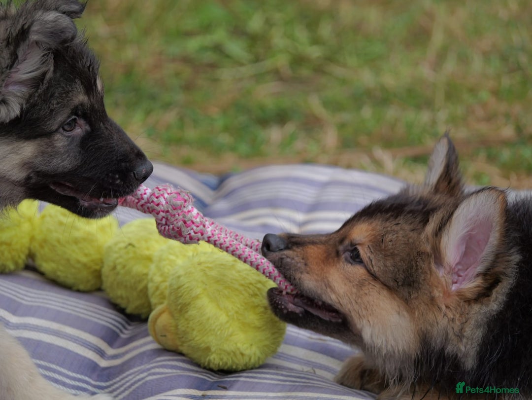 Mixed Breed dogs for sale: Shollies  in Rochdale - Image 6