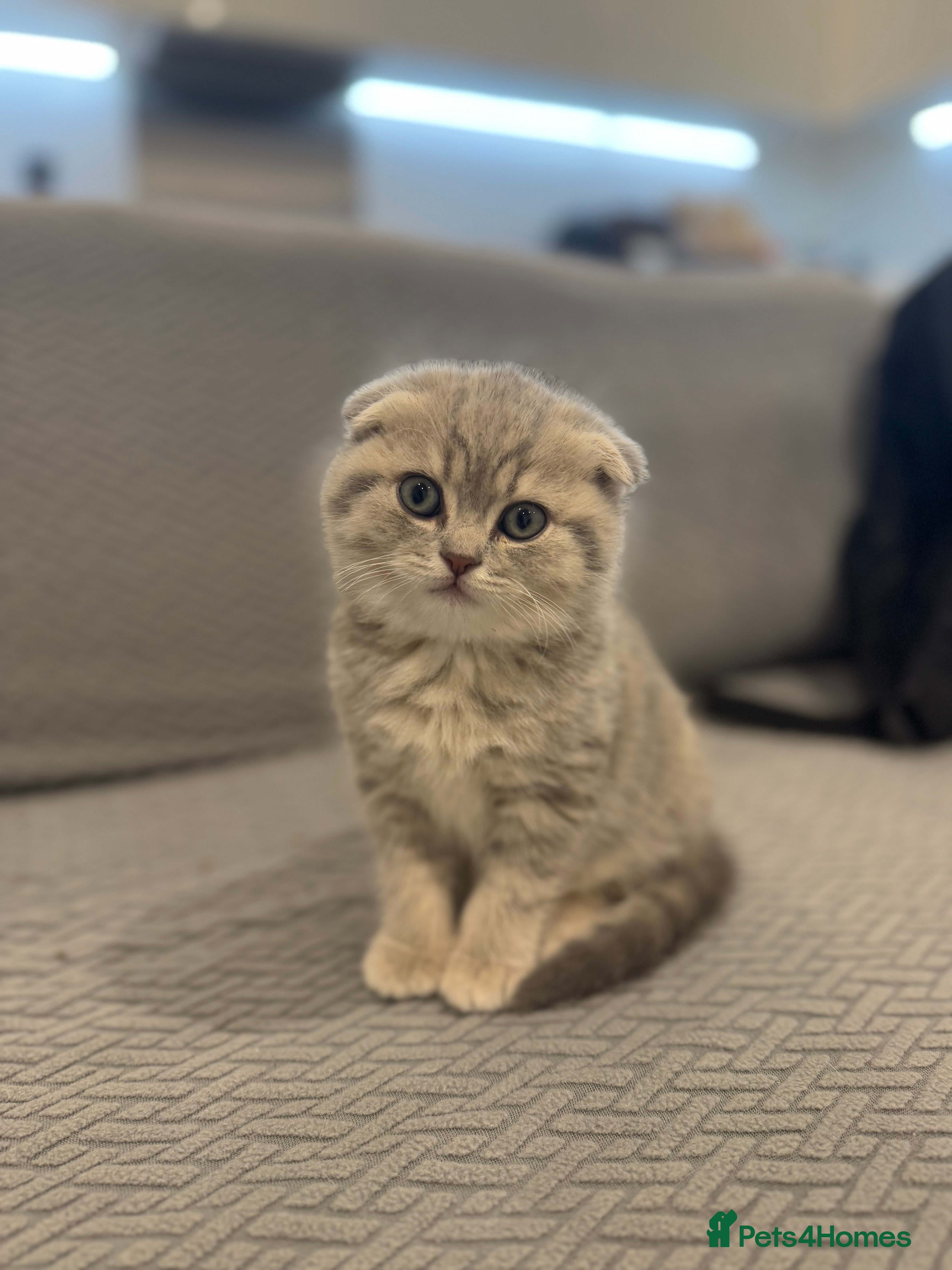 Scottish Fold cats -10% off🐾 Scottish kittens available for sale! 🐾 - Advert 8