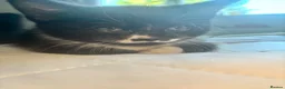 Mixed Breed cats for sale: black and white kittens  - Advert 9