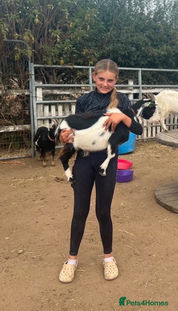Goats livestock 🐐 COWBOY JACK | 16-Month-Old Pygmy Goat 🤠 - Advert 2