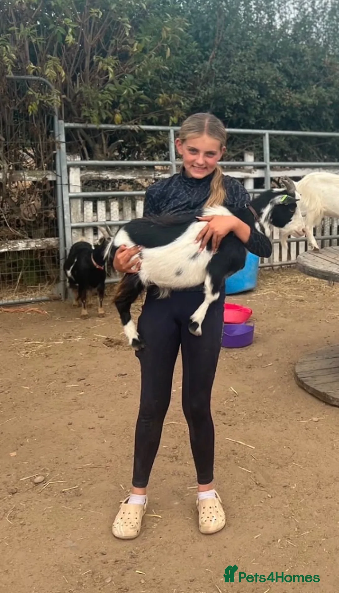 Goats livestock for sale: 🐐 COWBOY JACK | 16-Month-Old Pygmy Goat 🤠 - Advert 1