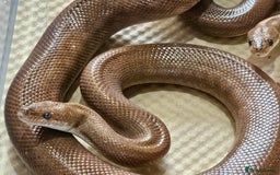 Boa Snake reptiles for sale: Columbian rainbow boa and king snakes - Image 3