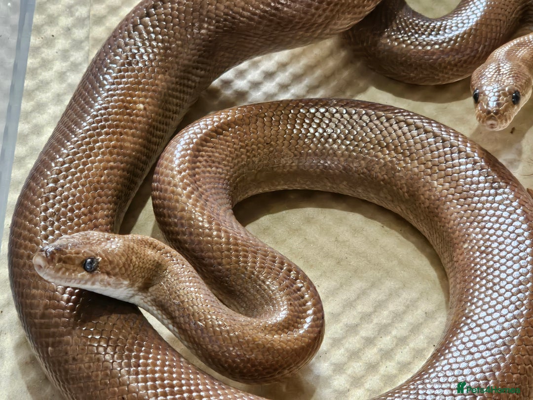 Boa Snake reptiles for sale: Columbian rainbow boa and king snakes - Image 3