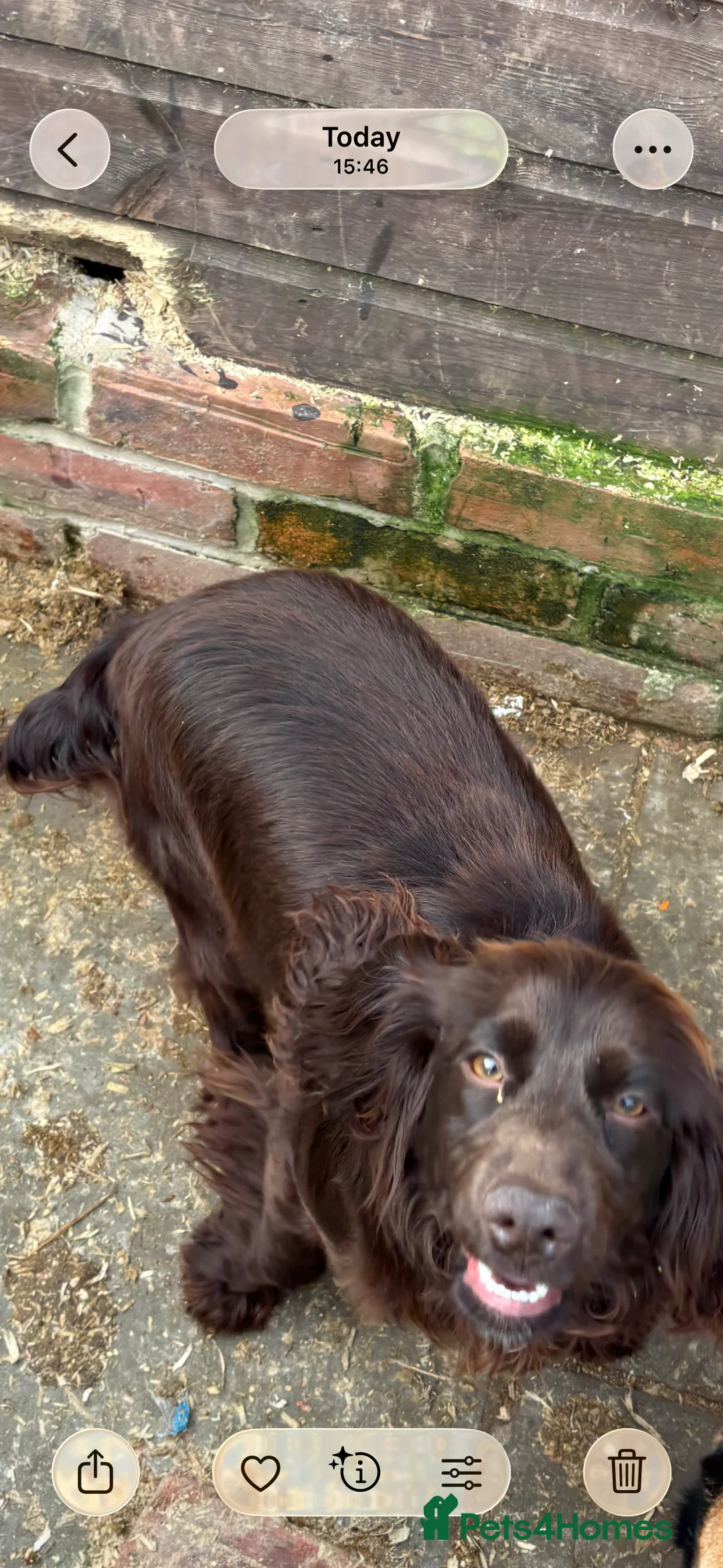 Cocker Spaniel dogs for sale: Cocker spaniel bitch  - Advert 2