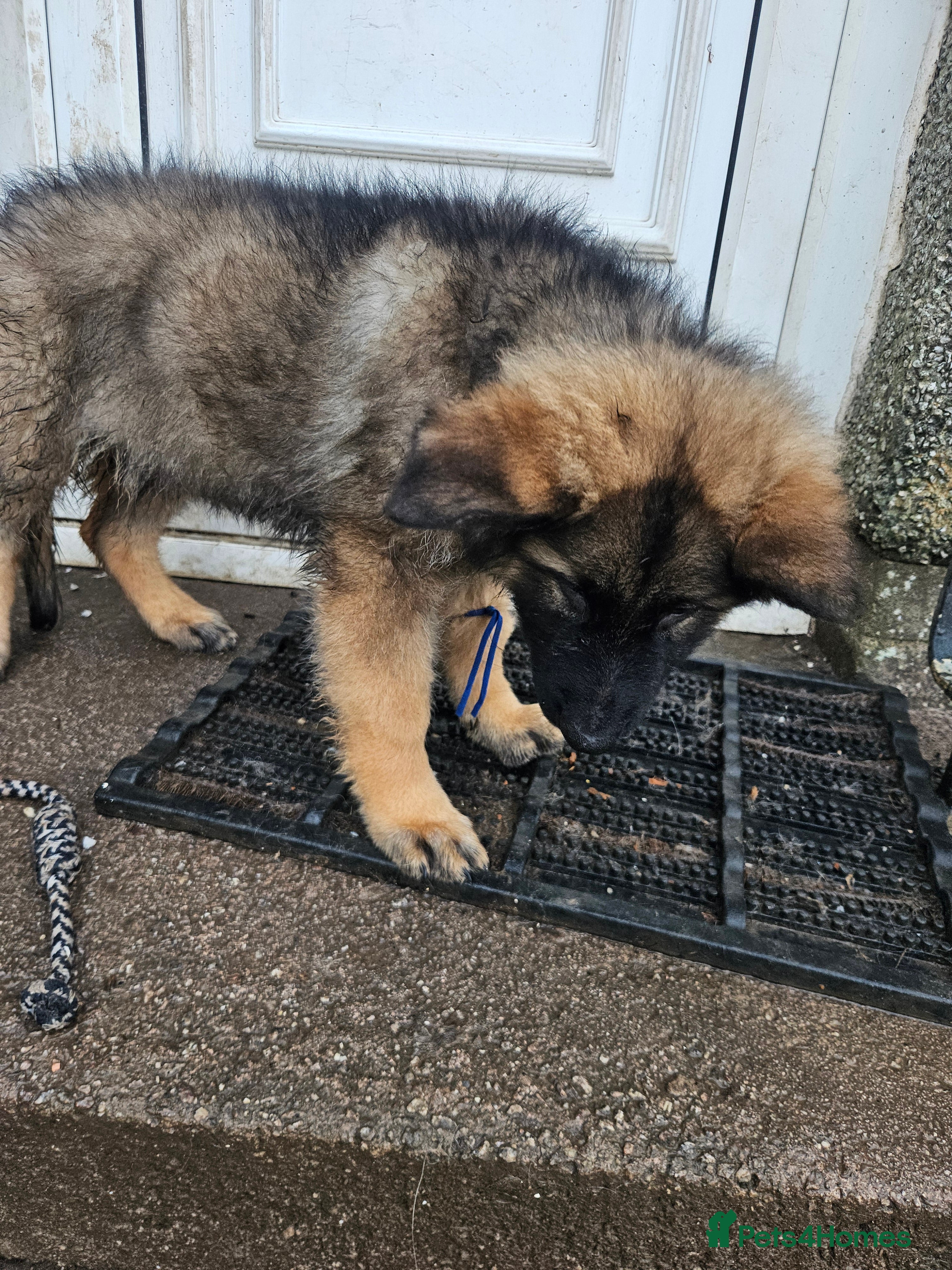 German Shepherd dogs Long haired German shepherd pups  - Advert 2