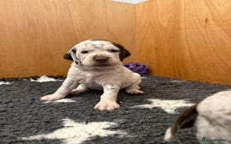 Pointer dogs for sale: French Pointer - Braque du Bourbonnais 🇫🇷  - Image 6