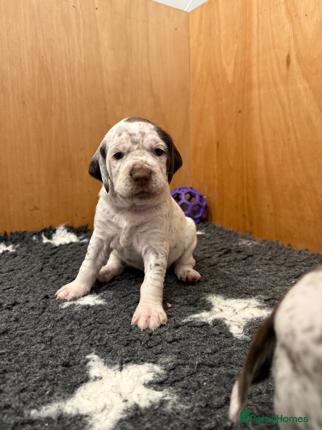 Pointer dogs for sale: French Pointer - Braque du Bourbonnais 🇫🇷  - Image 6