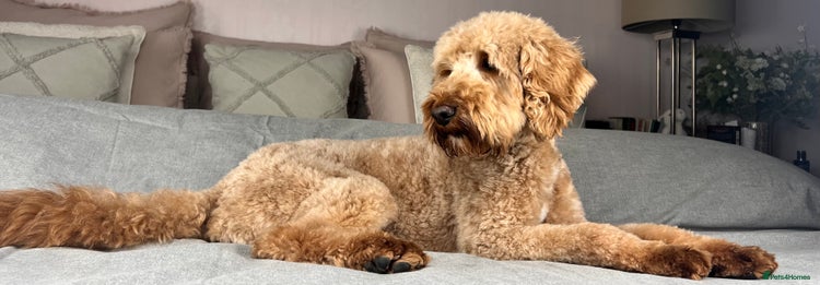 Goldendoodle dogs - Advert 12