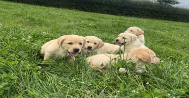 Labrador Retriever dogs - Advert 5