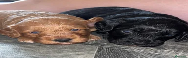 Cockapoo 1