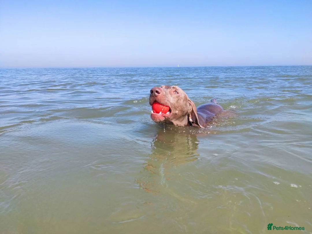 Weimaraner dogs for stud: 🔥super stud🔥Hipscored🔥KC reg in Woodbridge - Advert 5