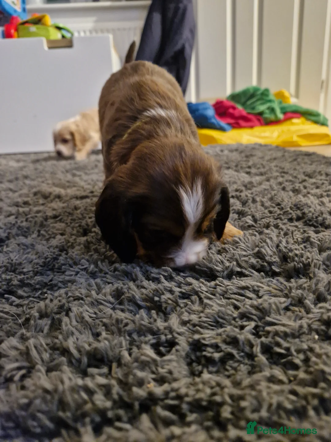 Sprocker dogs for sale: One last beautiful sprocker available  - Advert 5