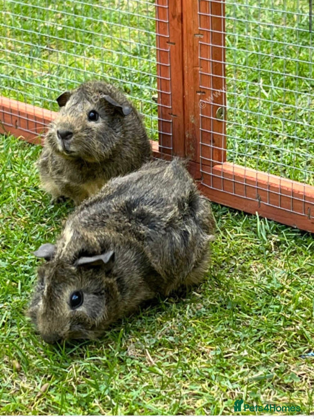 Guinea Pig rodents for sale: 2 female guinea pigs for sale  - Advert 2