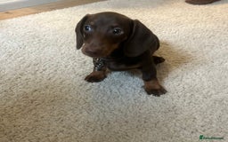 Dachshund dogs for sale: Dachshund  - Advert 2