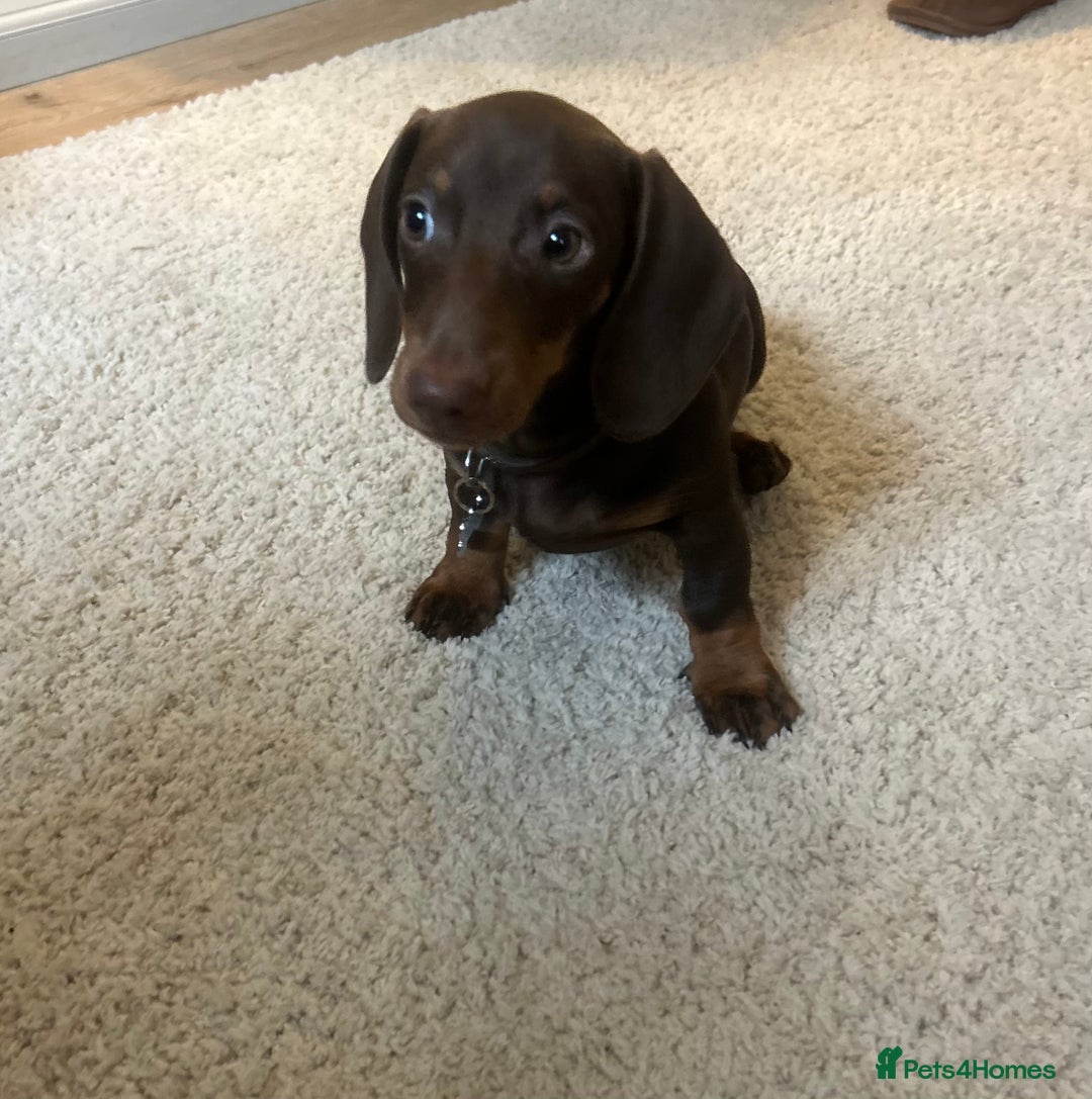 Dachshund dogs for sale: Dachshund  - Advert 2
