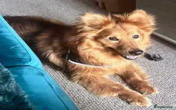 Mixed Breed dogs for adoption: MONTY & DAISY an example of Resilience &Friendship - Image 25