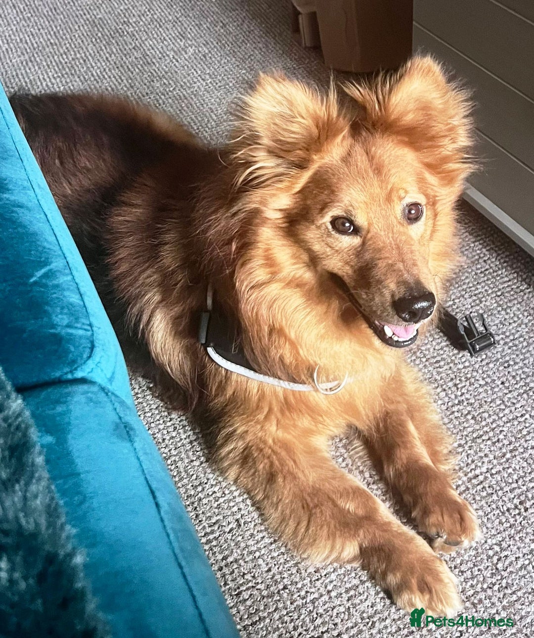 Mixed Breed dogs for adoption: MONTY & DAISY an example of Resilience &Friendship - Image 25