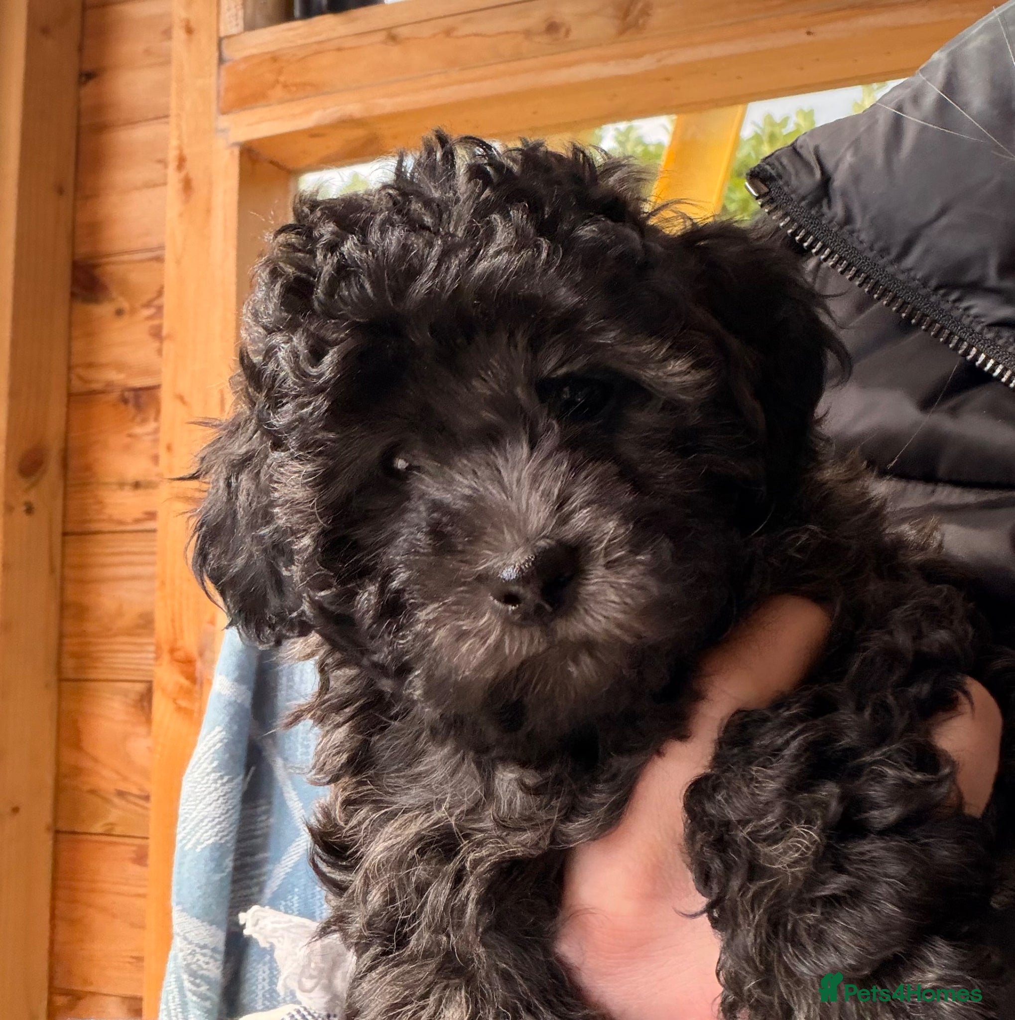 Cavapoochon dogs Handsome toy Cavapoochon puppy - Advert 1