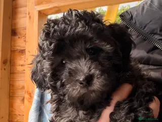 Cavapoochon dogs Handsome toy Cavapoochon puppy - Advert 3