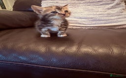 Mixed Breed cats for sale:  Beautiful little kittens needing new homes  - Image 9