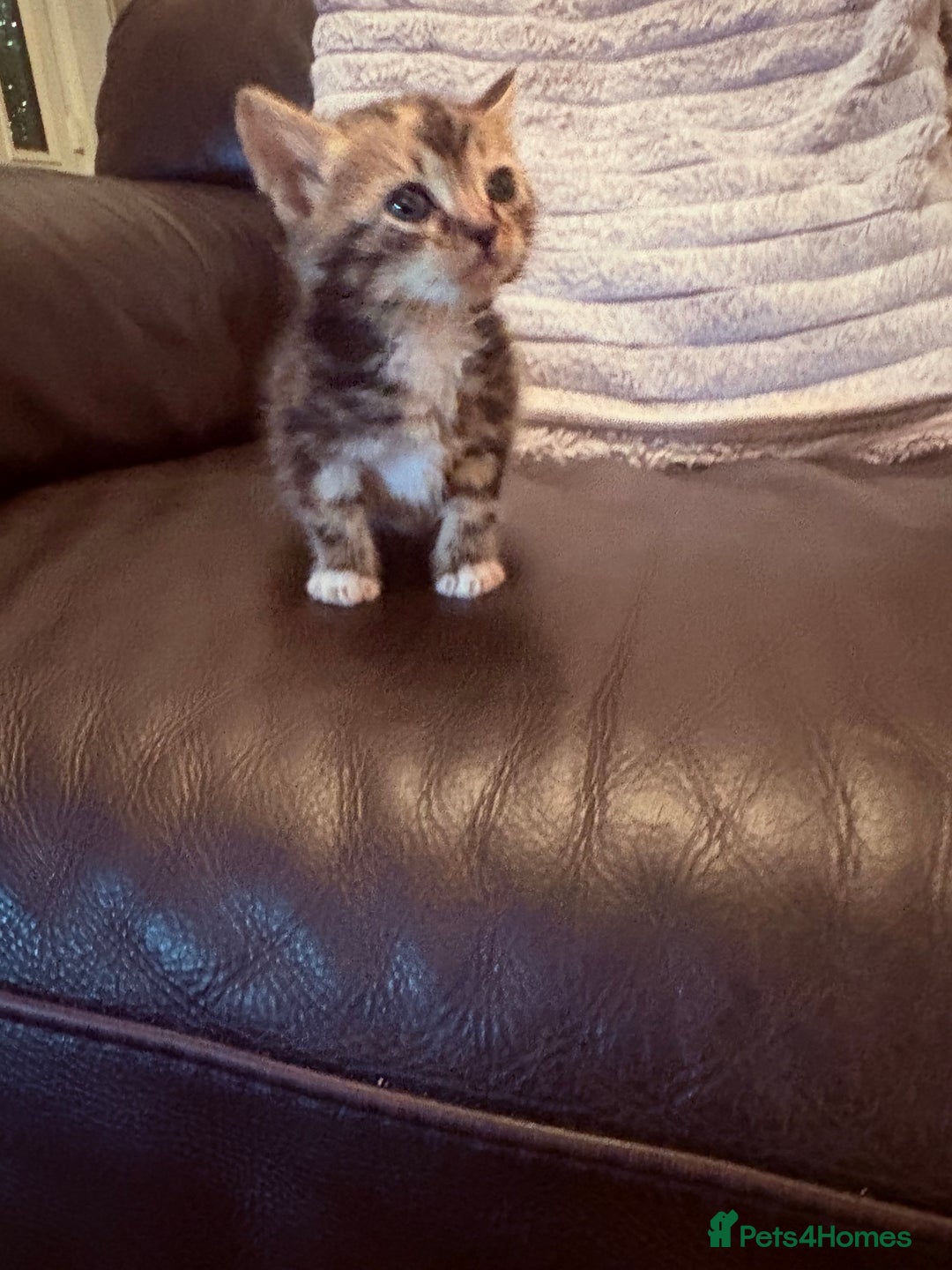 Mixed Breed cats for sale:  Beautiful little kittens needing new homes  - Image 9