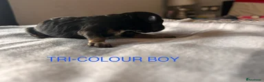 Tri-colour male 