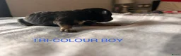 Cockapoo dogs for sale: 5 BEAUTIFUL COCKAPOO PUPPYS  - Advert 11