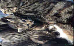 Mixed Breed cats for sale: Adorable tabby kittens 8 weeks old - Image 3