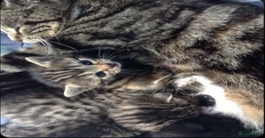 Mixed Breed cats - Advert 11
