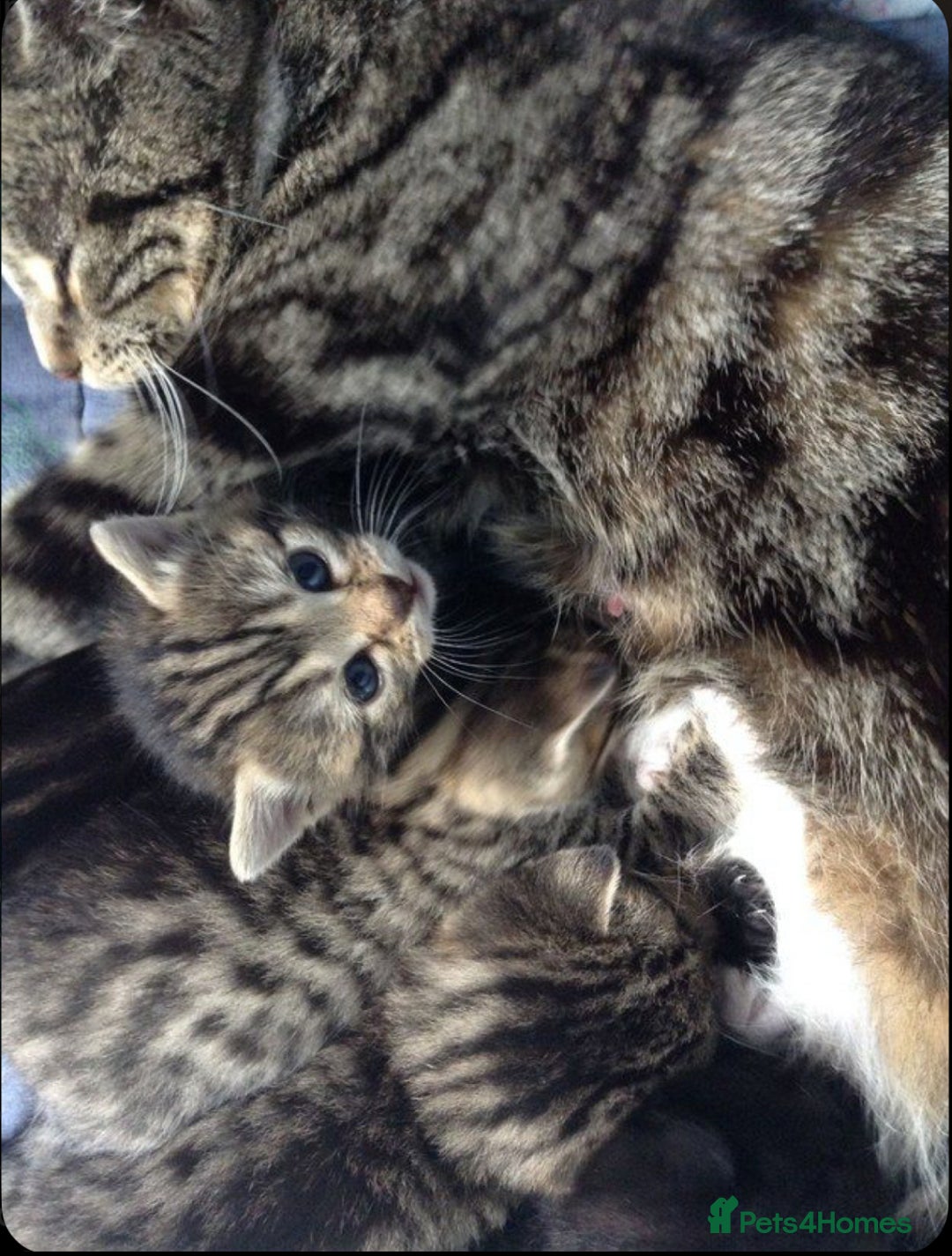 Mixed Breed cats for sale: Adorable tabby kittens 8 weeks old - Image 3
