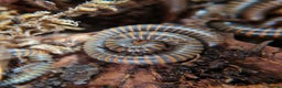 Millipedes invertebrates for sale: Invertebrates Available. - Advert 6