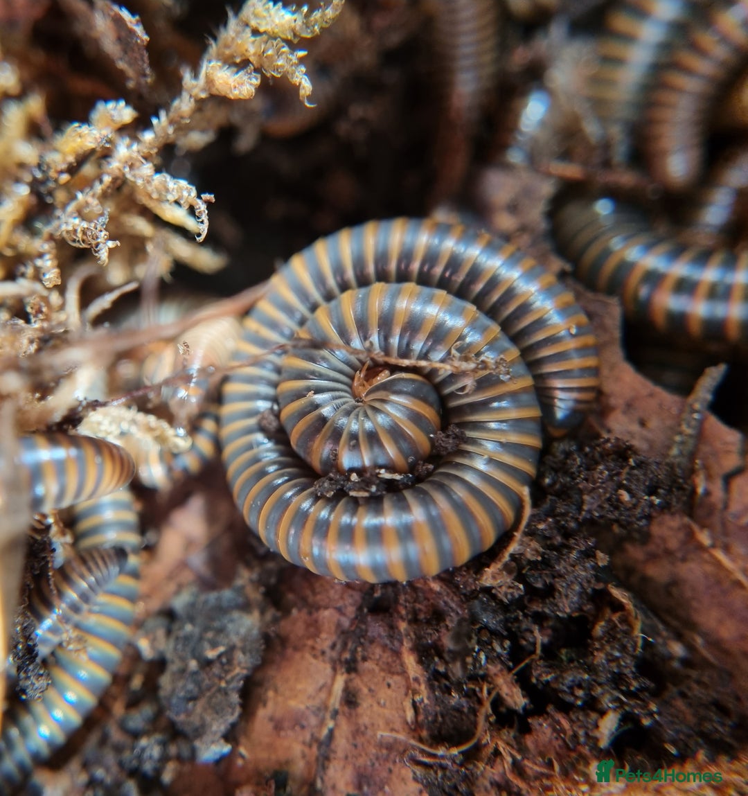 Millipedes invertebrates for sale: Invertebrates Available. - Advert 6