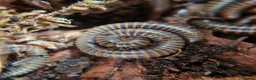 Millipedes invertebrates for sale: Invertebrates Available. - Advert 6