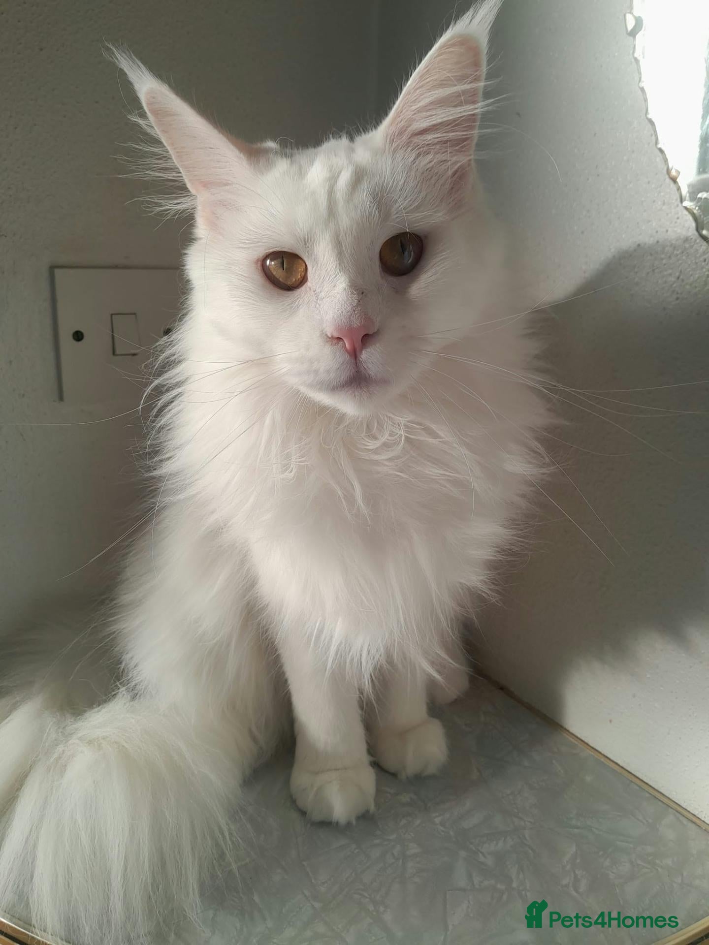 Maine Coon cats solid white girl maine coon TICA reg - Advert 6