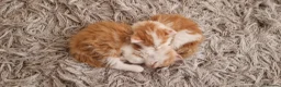Mixed Breed cats for sale: Beautiful Long haired fluffy kittens - Advert 11