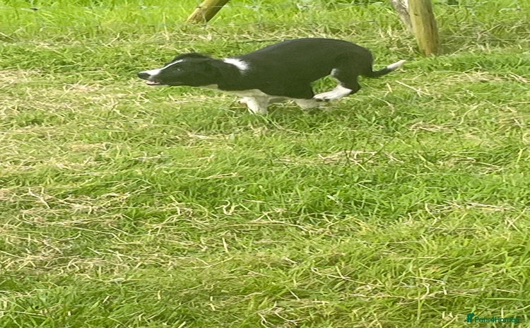 Border Collie dogs - Advert 1