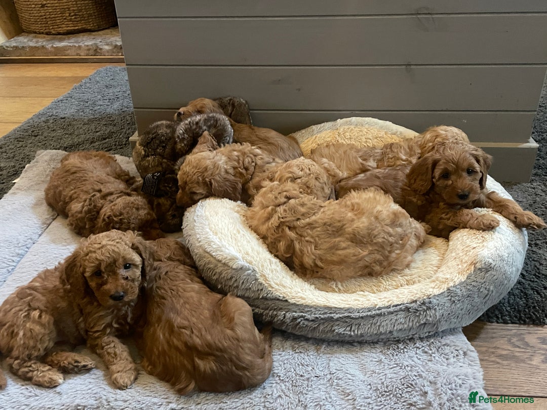 Cockapoo dogs for sale: Cockapoo puppies in Preston - Image 13