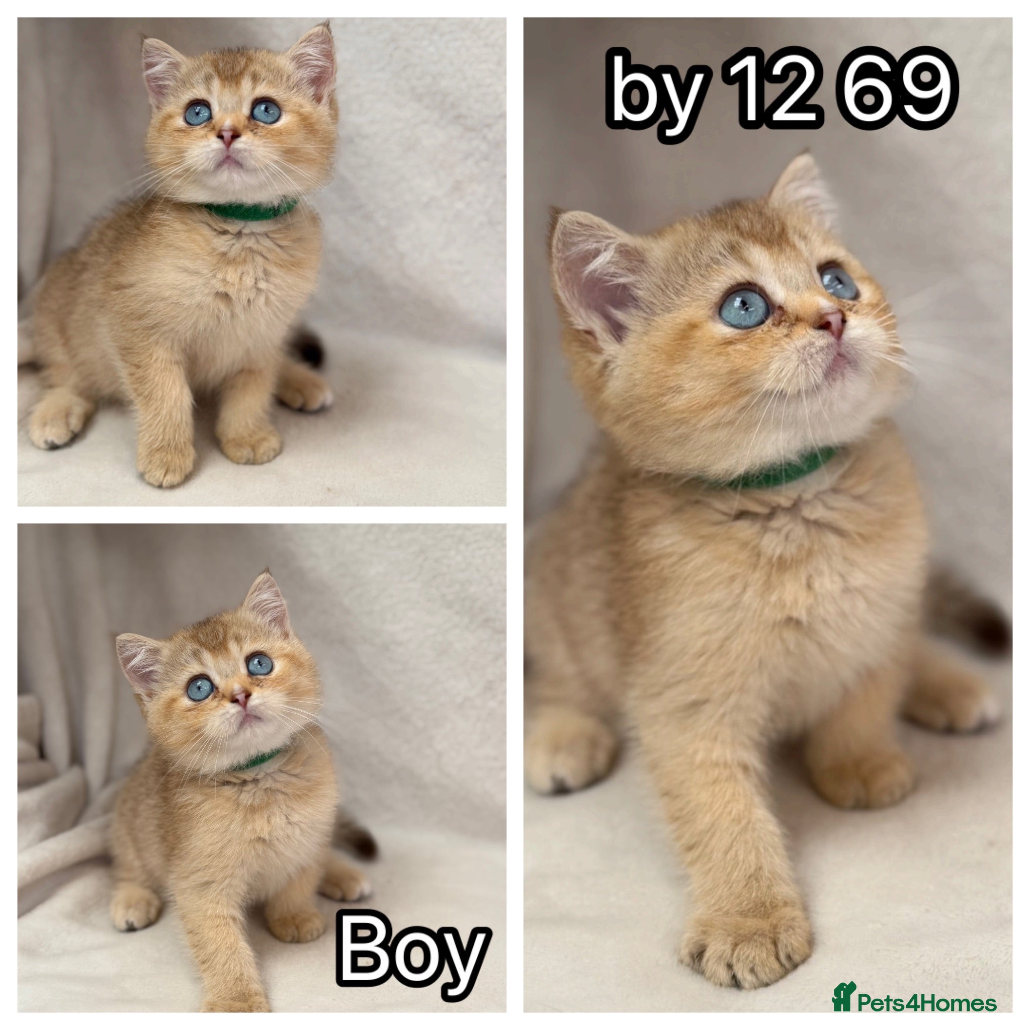 British Shorthair cats British Sh golden odd /blue eyed kittens GCCF  - Advert 14