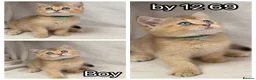 British Shorthair cats for sale: British Sh golden odd /blue eyed kittens GCCF  - Advert 3