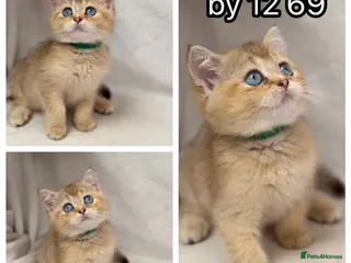 British Shorthair cats British Sh golden odd /blue eyed kittens GCCF - Advert 14