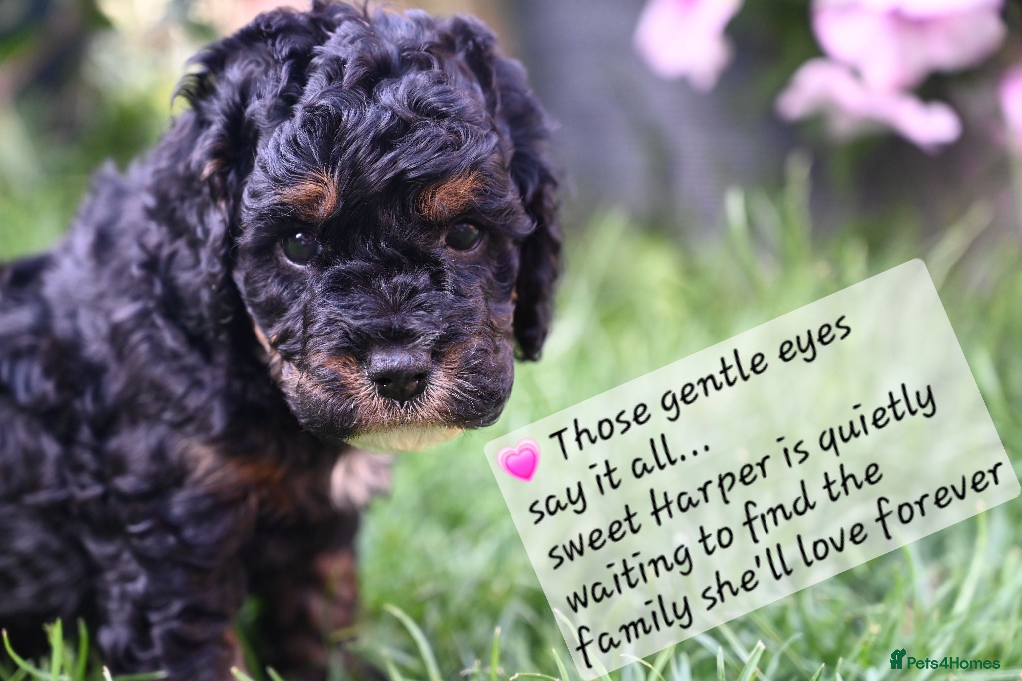 Cockapoo dogs 🐾F2 Cockapoos Puppies Wiltshire💗💗💗💙💙 - Advert 1